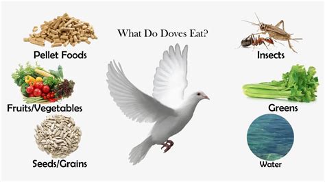 What do doves eat. Things To Know About What do doves eat. 